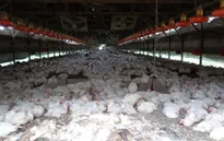 Mỹ chi hơn 190 triệu USD giúp nông dân thiệt hại do cúm gia cầm