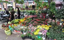 Sắc hoa rực rỡ trên phố Hoàng Hoa Thám