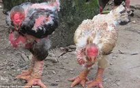 Gà Đông Tảo lên báo Anh