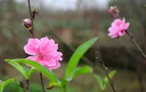 Đào Nhật Tân nở sớm do nắng nóng kéo dài