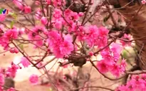 Đào Nhật Tân nở sớm, nông dân lo thất thu