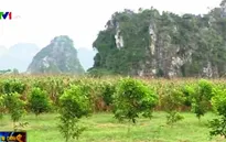 Liên kết lâm trường với người dân - Giải pháp hiệu quả canh tác đất rừng