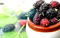 Dâu tằm - Loại quả tốt cho sức khỏe