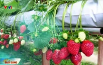 Dâu tây - Đặc sản Âu trên đất Đà Lạt