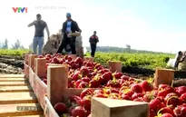 Mùa thu hoạch dâu tây ở nông trường lớn nhất nước Nga