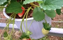 Lâm Đồng: Phục hồi vườn dâu tây thiệt hại do thiên tai
