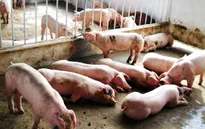 Dịch lợn tai xanh xuất hiện ở Sóc Trăng