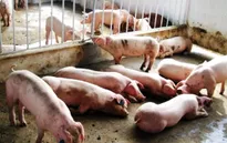 Nguy cơ bùng phát dịch heo tai xanh tại Sóc Trăng