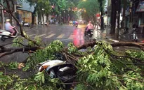 Hàng loạt cây đổ do mưa, dông lớn ở Hà Nội
