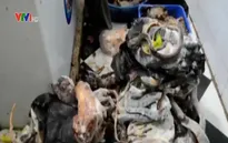 Quảng Ngãi: Bắt cơ sở mua bán động vật hoang dã trái phép