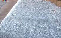 Đằng sau câu chuyện nông dân đổ sữa bò ra đường