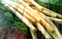Đọt mây - Loại rau đặc biệt của đồng bào dân tộc Đắk Nông