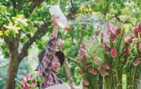 Hoa sen, hạt sen hút khách Thủ đô