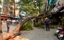 TP.HCM: Cây cổ thụ gãy cành, đè bị thương 2 người