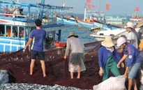Ngư dân Lý Sơn hứng khởi vươn khơi, phát triển kinh tế