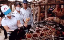 Hà Nội tăng cường kiểm soát hoạt động giết mổ gia súc, gia cầm dịp Tết