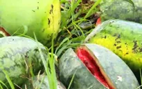 Bắc Giang: Người dân khóc ròng trên cánh đồng dưa hấu