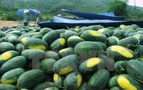 Thanh long và dưa hấu tiêu thụ mạnh qua cửa khẩu Tân Thanh