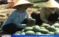 Giá dưa hấu tại ĐBSCL tiếp tục giảm