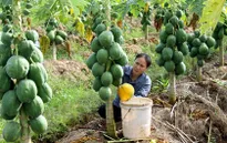 Đồng bằng Sông Cửu Long: Đu đủ rớt giá mạnh