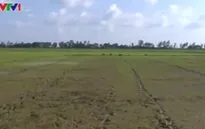 Cần cấp bách đối phó với El Nino