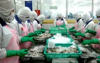 Thuế chống bán phá giá tôm Việt Nam vào Mỹ giảm mạnh