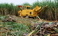 Ngành mía đường: Có nên tiếp tục kéo dài quá trình bảo hộ?
