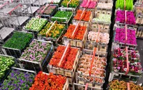 Chợ hoa lớn nhất thế giới chuẩn bị cho ngày Valentine