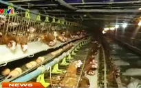 Nhiều người dân chuyển từ nuôi gà thịt sang gà đẻ trứng