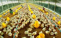 Người chăn nuôi không còn mặn mà với... gà công nghiệp