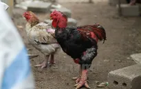 Công nhận nhãn hiệu tập thể gà Đông Tảo