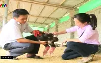 Thương lái Trung Quốc ồ ạt mua gà Đông Tảo là tin đồn thất thiệt