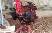 Chưa Tết, gà Đông Tảo tiền triệu đã “cháy hàng”