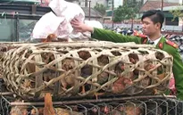 TP.HCM: Tịch thu gần 1 tấn gia cầm, thủy cầm không rõ nguồn gốc