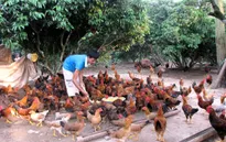 ĐBSCL: Gà thả vườn tăng giá đột biến