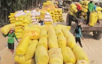 VFA sẽ giám sát việc thu mua lúa gạo tạm trữ