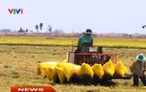 Giá gạo xuất khẩu xuống dưới giá sàn