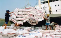 Rất khó dự kiến lượng gạo xuất khẩu năm 2015
