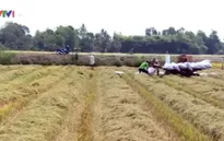 Nhiều doanh nghiệp không mua tạm trữ vụ Đông Xuân