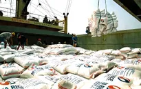 Sản lượng gạo Việt Nam xuất khẩu liên tục giảm
