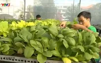 Phát triển mô hình trang trại rau hữu cơ ở TP HCM