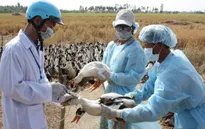 Kon Tum khoanh vùng ổ dịch, ngăn chặn dịch cúm gia cầm bùng phát