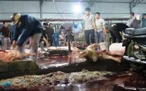 Kiểm tra đột xuất các cơ sở giết mổ gia súc, gia cầm