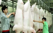 56% lò mổ gia súc, gia cầm ở Hà Nội chưa được kiểm soát