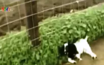 Hài hước những chú dê thích... ngất xỉu