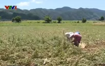 Quảng Trị: Nguy cơ thiếu đói do nắng hạn kéo dài