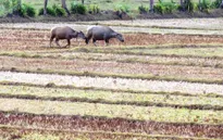 Nhiều diện tích canh tác bị bỏ hoang do khô hạn
