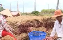 Sóc Trăng: Thiếu quy hoạch trồng hành tím tại Vĩnh Châu