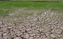 Hạn hán ở Tây Nguyên ngày càng khốc liệt