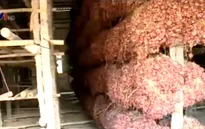 Sóc Trăng: Hành tím chất đống, nông dân điêu đứng